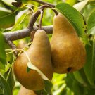 Plant Garden Pear tree scion (Beurre Bosc) Fruit for grafting Plant Garden lpau