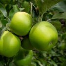 Plant Garden Apple tree scion Granny Smith Fruit Cutting for grafting Plant Garden lpau