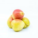 Plant Garden Pear tree scion Corella Fruit Cutting for grafting Plant Garden lpau