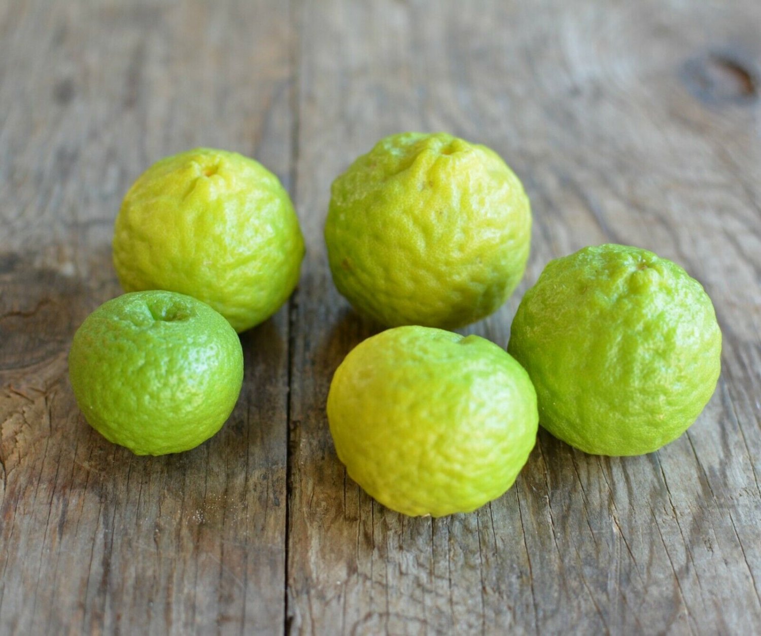 Plant Garden Kaffir lime tree scion Fruit Cutting for grafting Plant Garden lpau
