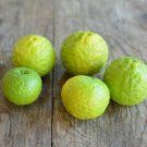 Plant Garden Kaffir lime tree scion Fruit Cutting for grafting Plant Garden lpau