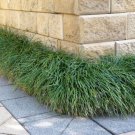 Plant Garden Mondo grass Plant Live Plant Garden lpau