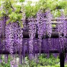 Plant Garden Wisteria Glicinia Flower Plant Cutting for rooting and propagation Plant Garden lpau