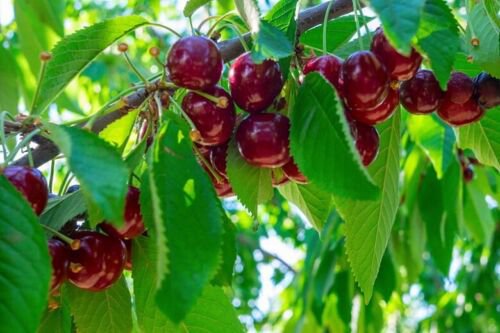 Plant Garden Merchant cherry Fruit Plant Cutting for rooting and propagation Plant Garden lpau