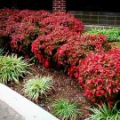 Plant Garden Nandina domestica Flower Plant Cutting for rooting and propagation Plant Garden lpau