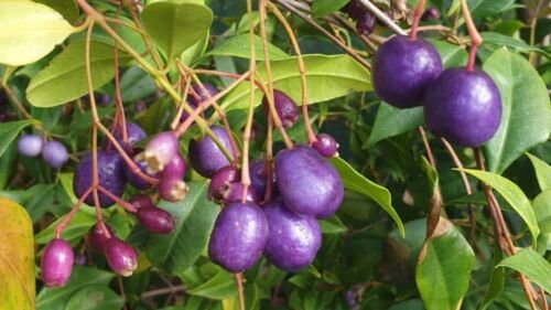 Plant Garden Lilly pilly tree Fruit Plant Cutting for rooting and propagation Plant Garden lpau