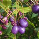 Plant Garden Lilly pilly tree Fruit Plant Cutting for rooting and propagation Plant Garden lpau