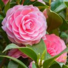 Plant Garden Camelia plant Pink Flower Cutting for rooting and propagation Plant Garden lpau