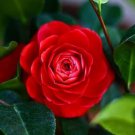 Plant Garden Camelia plant Red Flower Cutting for rooting and propagation Plant Garden lpau
