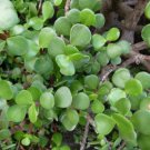 Plant Portulacaria plant afra elephant bush Cutting for rooting and propagation Plant Garden lpau