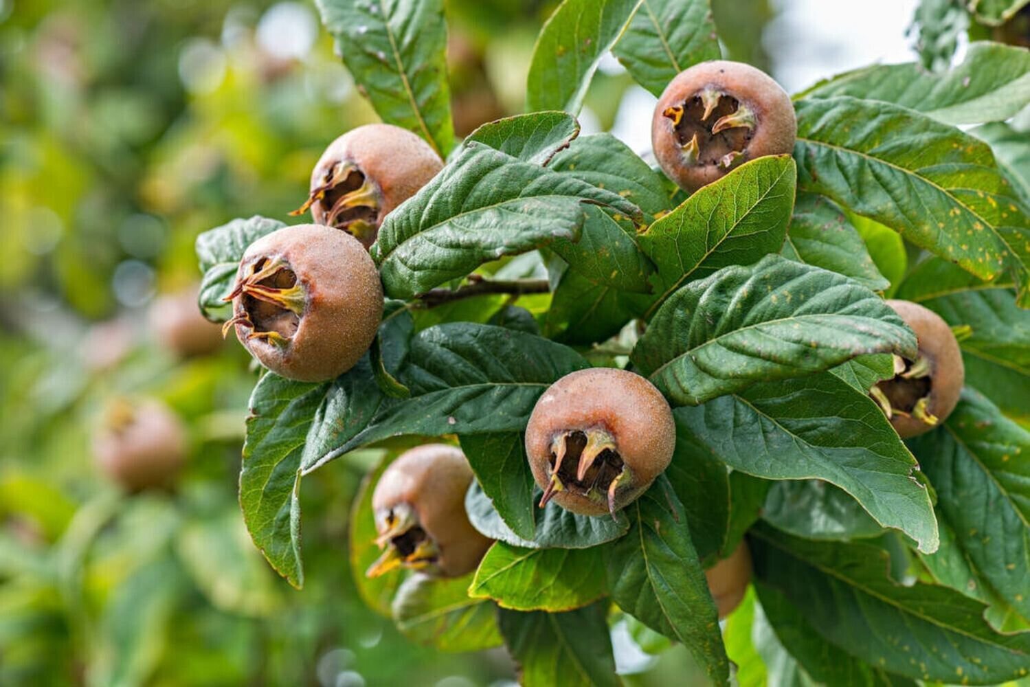 Plant Pecan Medlar tree Mespilus germanica Cutting for rooting and propagation Plant Garden lpau