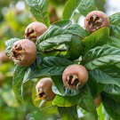 Plant Pecan Medlar tree Mespilus germanica Cutting for rooting and propagation Plant Garden lpau