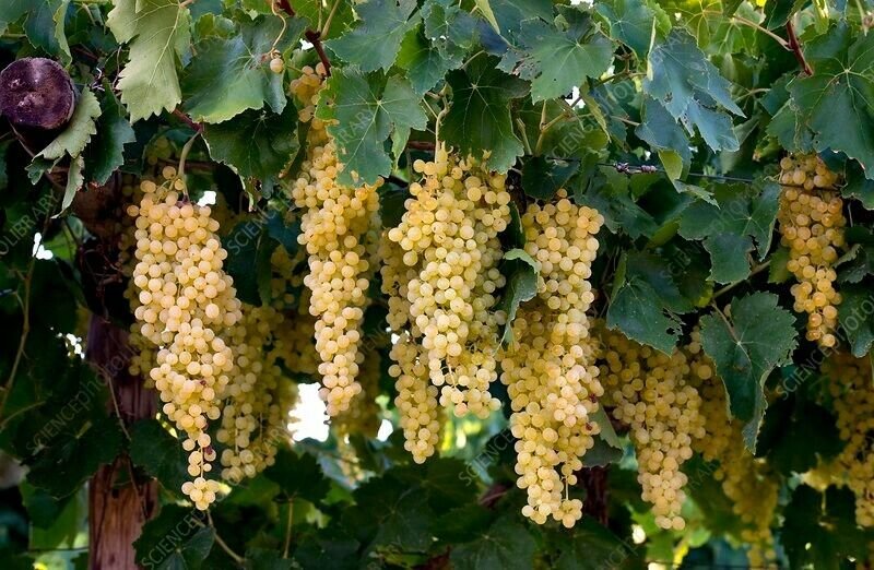 Plant Grape plant scion Sun Muscat Sultanas Cutting for grafting Plant Garden lpau