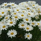 Plant Leucanthemum superbum Alaska Flower Cutting for rooting and propagation Plant Garden #lpau