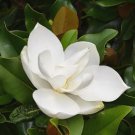 Plant Magnolia tree Flower Cutting for rooting and propagation Plant Garden #lpau