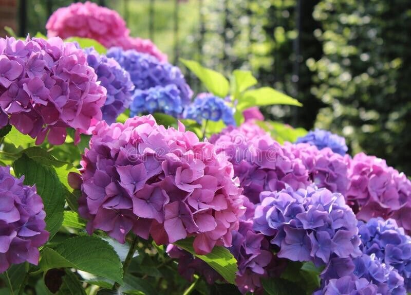 Plant Hydrangea plant Flower Cutting for rooting and propagation Plant Garden #lpau