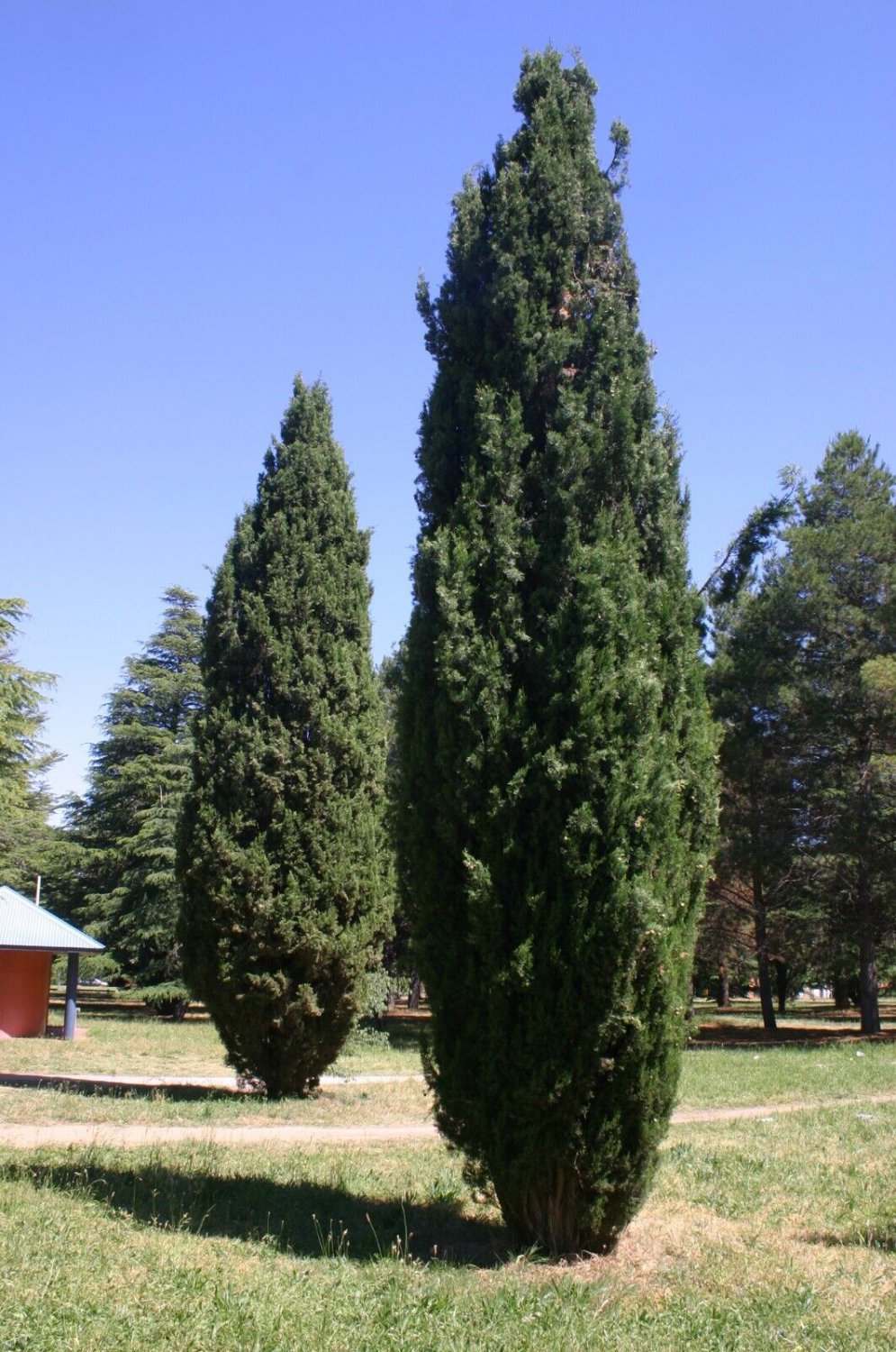 Plant Mediterranean cypress tree Cutting for rooting and propagation Plant Garden #lpau