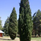 Plant Mediterranean cypress tree Cutting for rooting and propagation Plant Garden #lpau