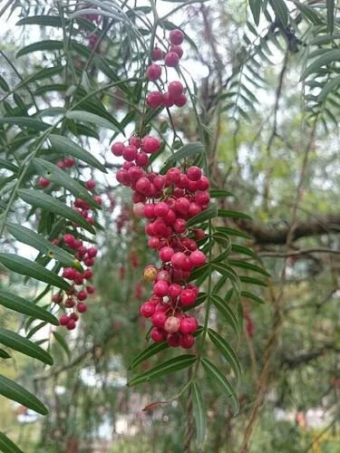 Plant Peppercorn tree Fruit Cutting for rooting and propagation Plant Garden #lpau