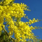 Plant Mimosa plant Acacia dealbata Flower Cutting for rooting and propagation Plant Garden #lpau