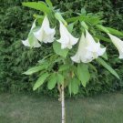 Plant Brugmansia arborea plant Flower Cutting for rooting and propagation Plant Garden #lpau