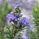 Plant Rosemary plant Flower Cutting for rooting and propagation Plant Garden #lpau