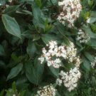 Plant Spanish Fence Shrubs-Laurustinus Flower Cutting for rooting and propagation Plant Garden #lpau