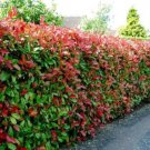 Plant Photinia fraseri Dress Flower Cutting for rooting and propagation Plant Garden #lpau
