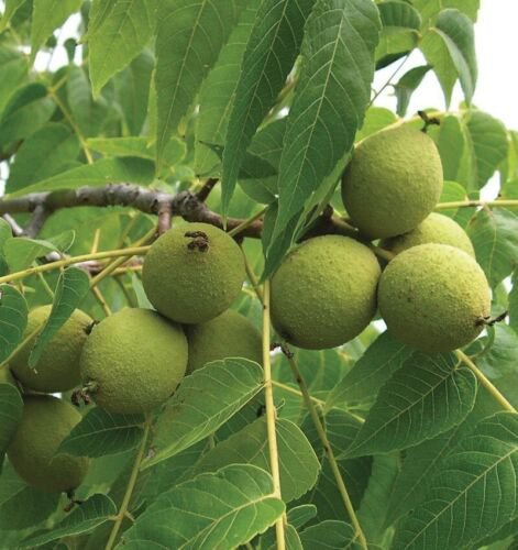 Plant Black nut Walnut Black Juglans nigra Cutting for rooting and propagation Plant Garden #lpau