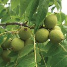 Plant Black nut Walnut Black Juglans nigra Cutting for rooting and propagation Plant Garden #lpau