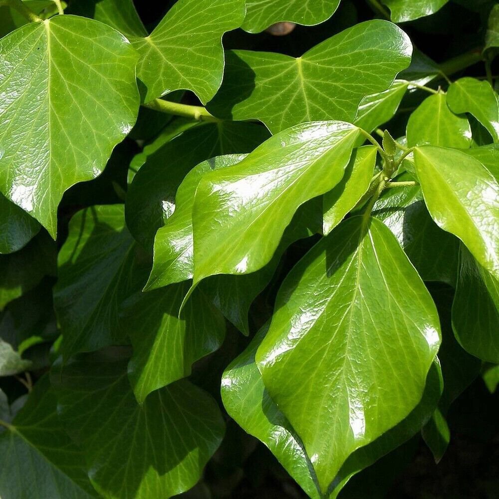 Plant Hedera hibernica plan Atlantic ivy Cutting for rooting and propagation Plant Garden #lpau