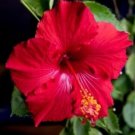 Plant Hibiscus plant red Molly Cummings Cutting for rooting and propagation Plant Garden #lpau