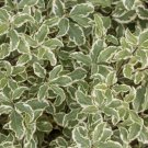 Plant Pittosporum plant Kōhūhū Black Matip Cutting for rooting and propagation Plant Garden #lpau
