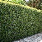 Plant Japanese holly plant Ilex crenata Cutting for rooting and propagation Plant Garden #lpau