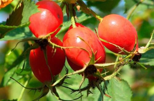 Plant Rose hip plant Dog-rose Wild rose Cutting for rooting and propagation Plant Garden #lpau