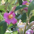 Plant Itchy bomb tree Lagunaria patersonia Cutting for rooting and propagation Plant Garden #lpau