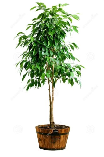 Plant Flash Ficus microcarpa Hillii Flash Cutting for rooting and propagation Plant Garden #lpau