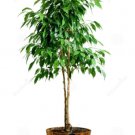 Plant Flash Ficus microcarpa Hillii Flash Cutting for rooting and propagation Plant Garden #lpau