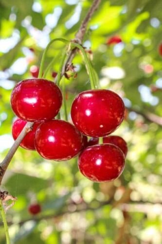 Plant Sour cherry plant Fruit Cutting for rooting and propagation Plant Garden #lpau