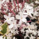 Plant French pink Jasmine Flower Cutting for Grafting Plant Garden #lpau