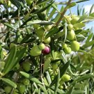 Plant Olive tree Del Morocco Fruit Cutting for Grafting Plant Garden #lpau