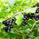 Plant Black Currant plant Crusader Fruit Cutting for rooting and propagation Plant Garden #lpau