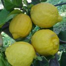 Plant Lemon plant (Lisbon) Fruit Cutting for rooting and propagation Plant Garden #lpau
