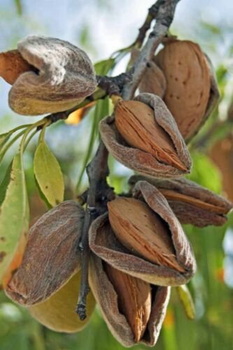 Plant Almond tree Self Pollinating Papershell Cutting for rooting and propagation Plant Garden #lpau
