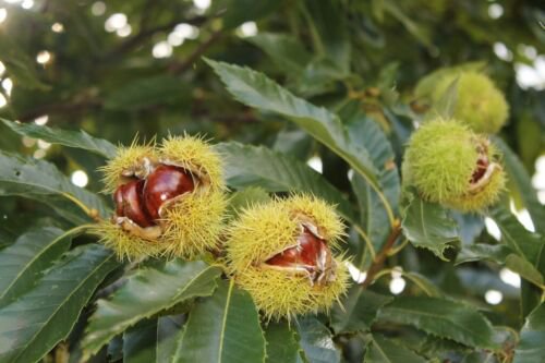 Plant Sweet chestnut tree Castanea sativa Cutting for rooting and propagation Plant Garden #lpau