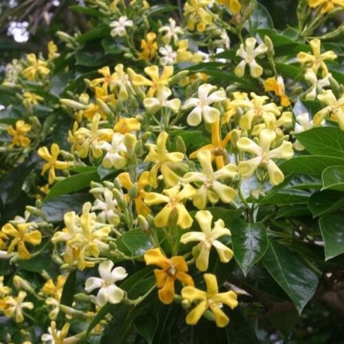 Plant Native Frangipani tree Frangipani Cutting for rooting and propagation Plant Garden #lpau