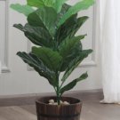 Plant Fiddle-leaf fig plant (Ficus lyrata) Cutting for rooting and propagation Plant Garden #lpau