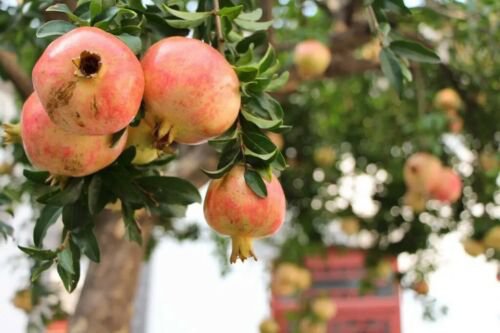 Plant Pomegranate tree Fruit Cutting for rooting and propagation Plant Garden #lpau
