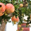 Plant Pomegranate tree Fruit Cutting for rooting and propagation Plant Garden #lpau