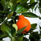 Plant Tangelo tree Minneola Fruit Cutting for rooting and propagation Plant Garden #lpau